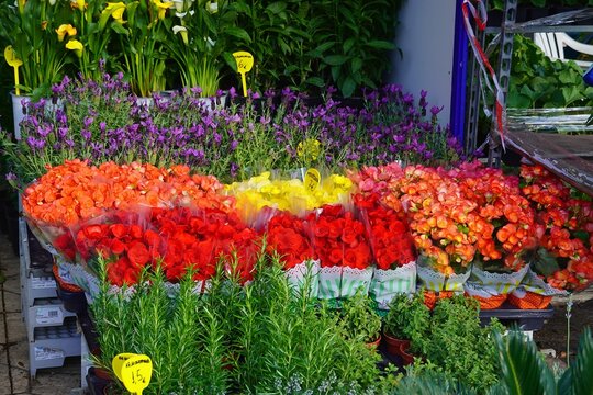Colorful begonias in a plant fair in Attica, Greece