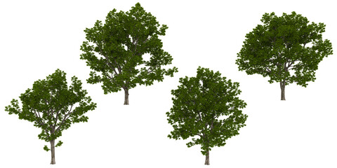 Obraz premium Collection of Juglans trees on transparent background