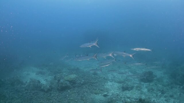 Massive School of Yellowback Fusiliers Caesio xanthonota Swimming Together in Blue Water on a Tropical Reef in the Philippines
