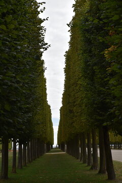 All&eacute;e de tilleuls en automne &agrave; Saint-Germain-en-Laye. France