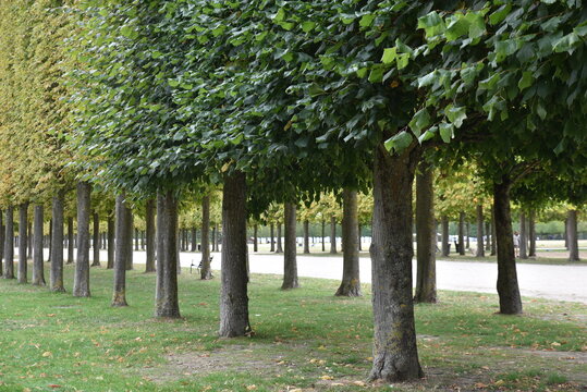 All&eacute;e de tilleuls en automne &agrave; Saint-Germain-en-Laye. France