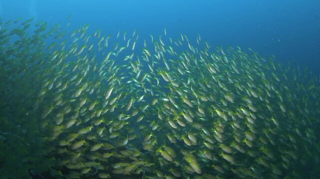 Massive School of Yellowback Fusiliers Caesio xanthonota Swimming Together in Blue Water on a Tropical Reef in the Philippines