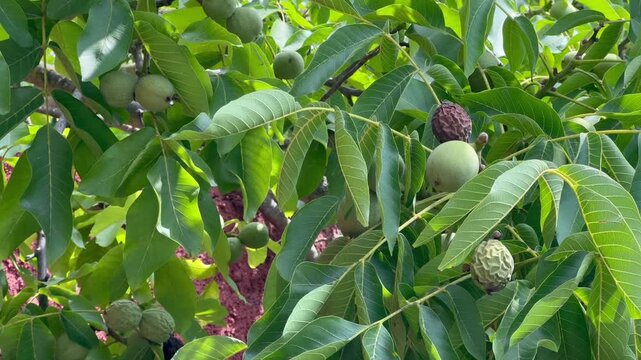 Close-up of unripe walnuts growing on a tree branch with green leaves