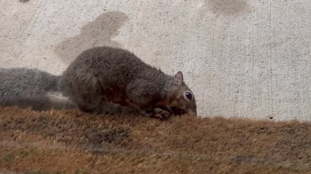 Close-up of a squirrel foraging on a textured surface with a concrete wall background