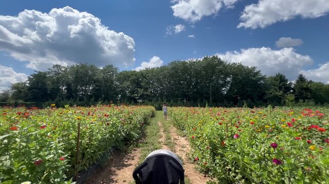 Walking through a vibrant field of colorful zinnias under a bright blue sky