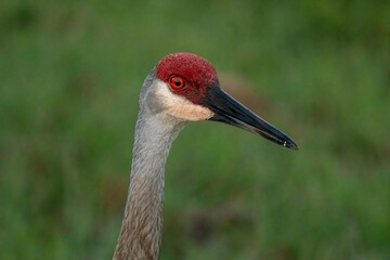 Obraz premium Sandhill crane head portrait with red crown and orange eye