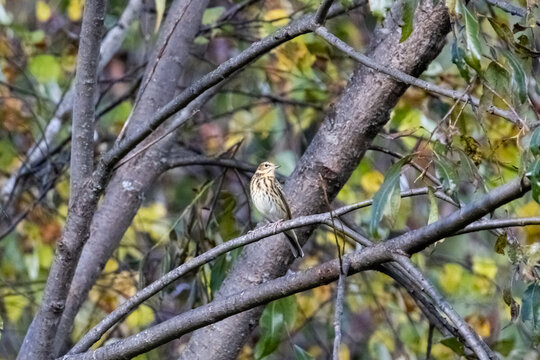 Small tree pipit bird perched on a branch in autumn forest