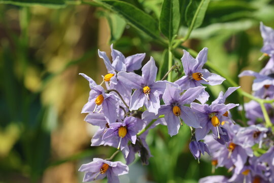 Solanum crispum 'Glasnevin'. Close up cluster pale blue star shaped potato tree flowers with strong orange centres.   Synoym S. crispum 'Autumnale'. 