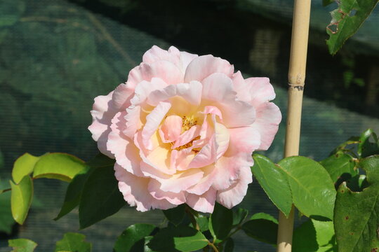 Rosa 'Compassion'.  Close up of double apricot pink tinged climbing hybrid T rose flower in summer.  Breeder Harkness Roses.   