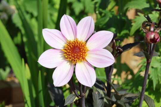 dahlia dahlegria pink flame. Gorgeous, delicate pink single simple dahlia flower with warm orange yellow centre and contrasting dark purple foliage and stem in background. 