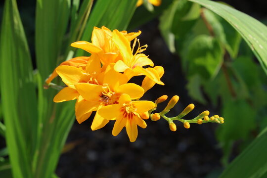 Crocosmia 'Firestars Hot Spot' (Firestars Series). Close up of arching montbretia flower stem with cluster of yellow wavy tubular flowers with red blotch and green foliage in background.  