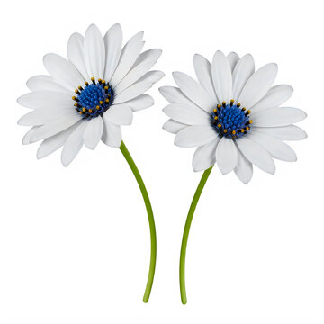 Two white daisies with blue centers on white background