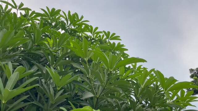 Natural Background Texture of Tropical Plant Canopy and Cloudy Sky