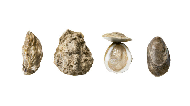 Four fresh oysters displayed with one open shell revealing pearl in clean studio setting