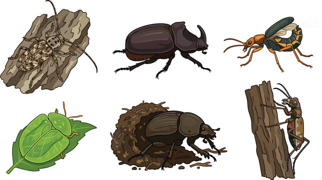 Beetle diversity and behavior set featuring rhinoceros beetle bombardier beetle tortoise beetle longhorn beetle and dung rolling vector illustration