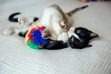 Kittens Playing © Natalie Wheeler