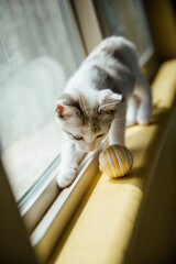 Blue-eyed siamese playing with ball © Natalie Wheeler