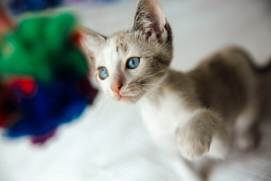 Blue-eyed Siamese Kitten