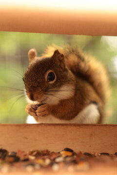 squirrel on a tree