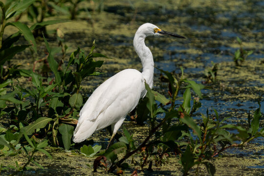 Snowy egret wading through a duckweed covered Florida wetland