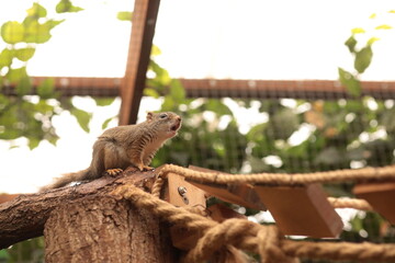 squirrel communication © Maryna