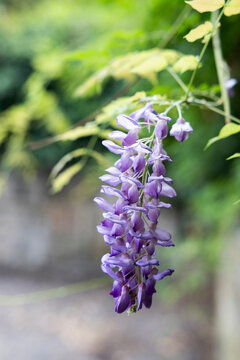lilac flower in the garden