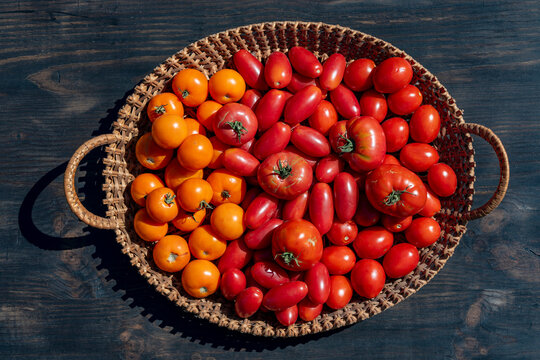 Top view of fresh red and orange tomatoes in wicker basket. Flat lay of assorted homegrown organic tomato inside woven basket on wooden table under bright sunlight autumn harvest farming concept