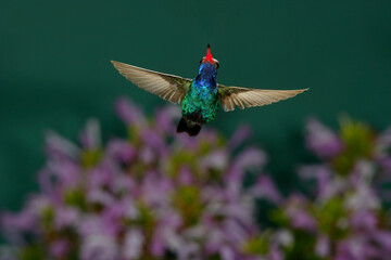 Fototapeta premium Broad-billed hummingbird in flight over bushes