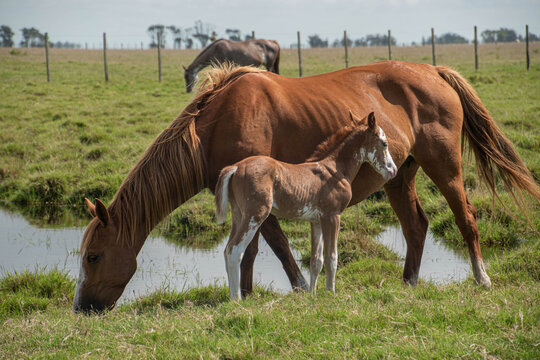 Caballos y potrillo
