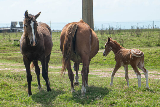 Caballos y potrillo