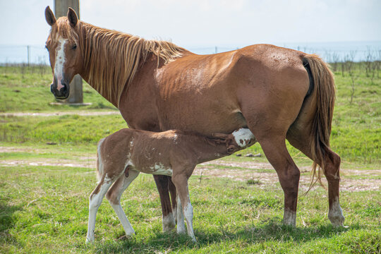 Caballos y potrillo
