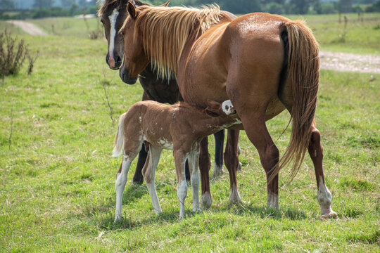 Caballos y potrillo