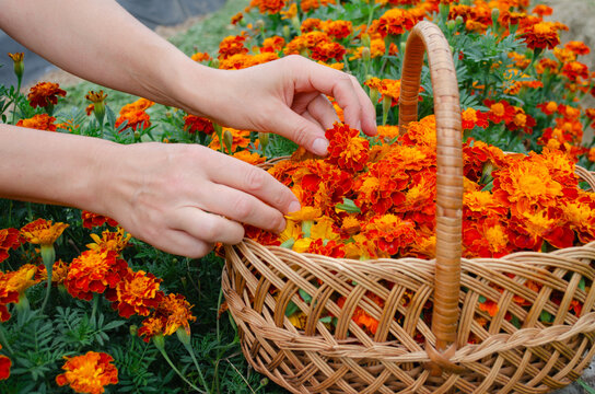 Woman's hands placing freshly picked orange marigold flowers into a wicker basket in the garden.