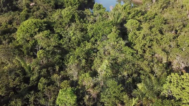 Aereal Top Down View : Transamazonian Highway Surrounded by Tropical Forest, Still Waters, and Deforestation