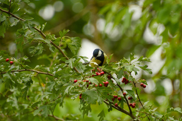 Great tit perched among hawthorn branches with clusters of red berries, surrounded by dense green leaves © in_colors