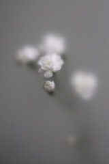Obraz premium Smoke selected soft focus white carnation Flower through translucent matte frosted glass. Abstract natural blurred grain light fog background.