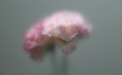 Obraz premium Smoke selected soft focus white pink Eustoma. Lisianthu, carnation Flower through translucent matte frosted glass. Abstract natural blurred grain light fog background.