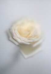 Obraz premium Smoke selected soft focus white Rose Flower through translucent matte frosted glass. Abstract natural blurred grain light fog background.