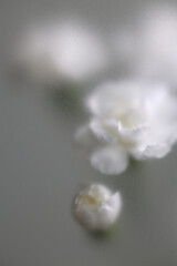 Obraz premium Smoke selected soft focus white carnation Flower through translucent matte frosted glass. Abstract natural blurred grain light fog background.