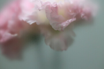 Obraz premium Smoke selected soft focus white pink Eustoma. Lisianthu, carnation Flower through translucent matte frosted glass. Abstract natural blurred grain light fog background.