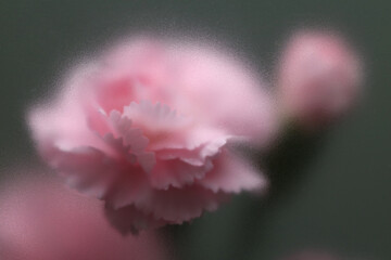 Obraz premium Smoke selected soft focus pink carnation Flower through translucent matte frosted glass. Abstract natural blurred grain light fog background.