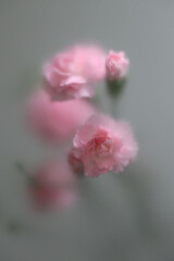 Obraz premium Smoke selected soft focus pink carnation Flower through translucent matte frosted glass. Abstract natural blurred grain light fog background.