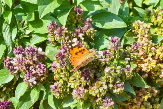 close up of butterfly vanessa cardui on flowers, insect animal nature holy basil 