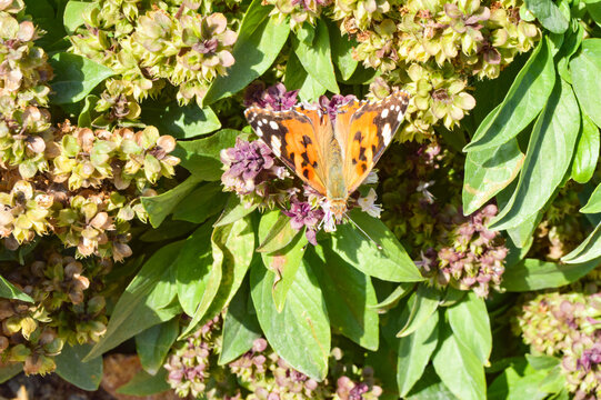 Holy basil flora and orange butterfly vanessa cardui on flowers, insect animal nature garden. macro blooming outdoor