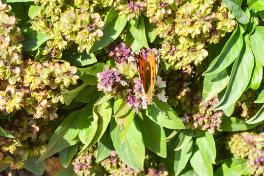 orange butterfly vanessa cardui Holy basil flora flowers, insect animal nature garden. macro blooming outdoor