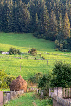 Traditional haystacks on a green mountain pasture in the Carpathian Mountains, Ukraine. Authentic rural landscape, sustainable small-scale farming, and misty spruce forest under sunset light.