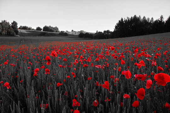 Red poppies blooming in selective color field