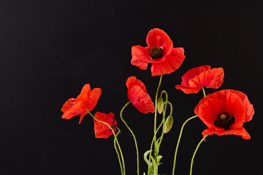 Red poppies blooming on black background celebrating remembrance