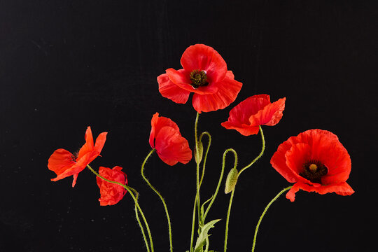 Red poppy flowers blooming against black background