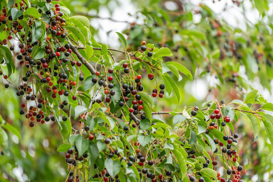 A leafy branch holds clusters of small wild cherries ripening from red to black, set against a softly blurred green background.